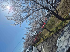 春と言えば・・・　　　　part１　　　デイケア