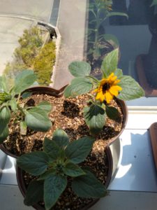 ミラクルビーム🌻　　デイケア